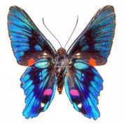 ANCYLURIS MELIBOEUS MELIBOEUS